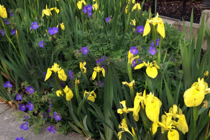 Yellow Flag Iris Invasive Species Council Of British Columbia