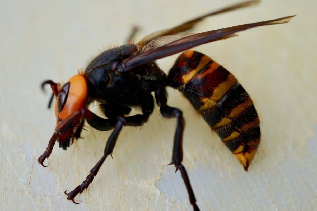 Northern Giant Hornet - Invasive Species Council Of British Columbia