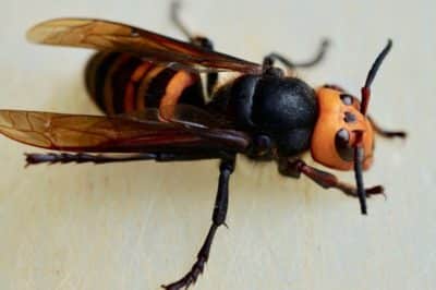 Northern Giant Hornet - Invasive Species Council Of British Columbia