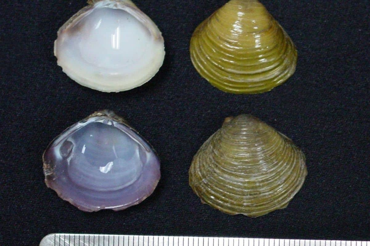 Asian clam Invasive Species Council of British Columbia