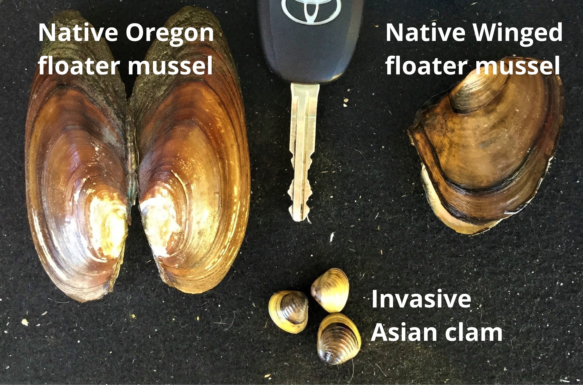 Invasive Asian clams found in Shuswap Lake highlight importance of