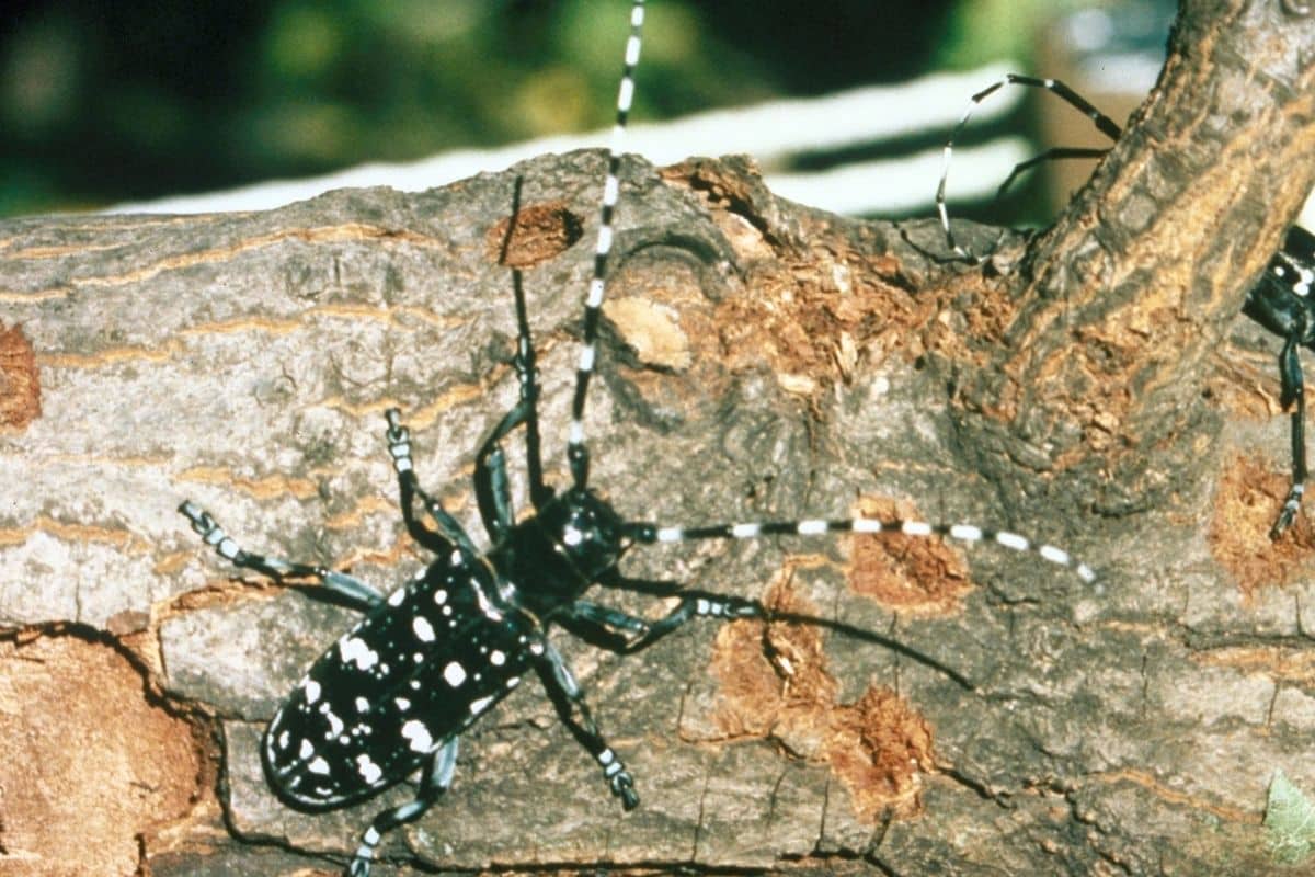 Asian long-horned beetle - Invasive Species Council of British Columbia