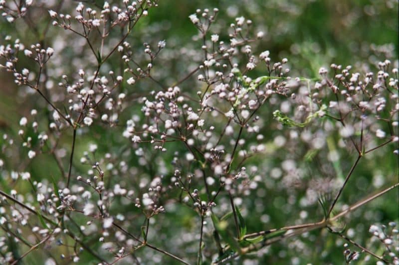 Baby’s Breath - Invasive Species Council Of British Columbia