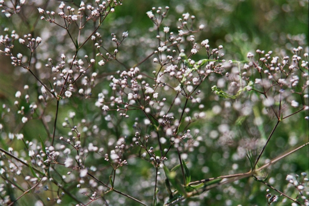 Baby’s Breath Invasive Species Council of British Columbia