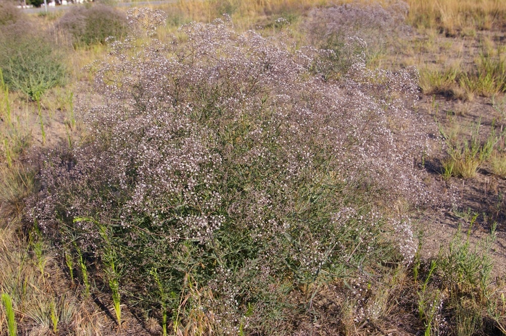 Baby’s Breath Invasive Species Council of British Columbia