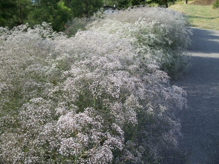 Baby’s breath Invasive Species Council of British Columbia