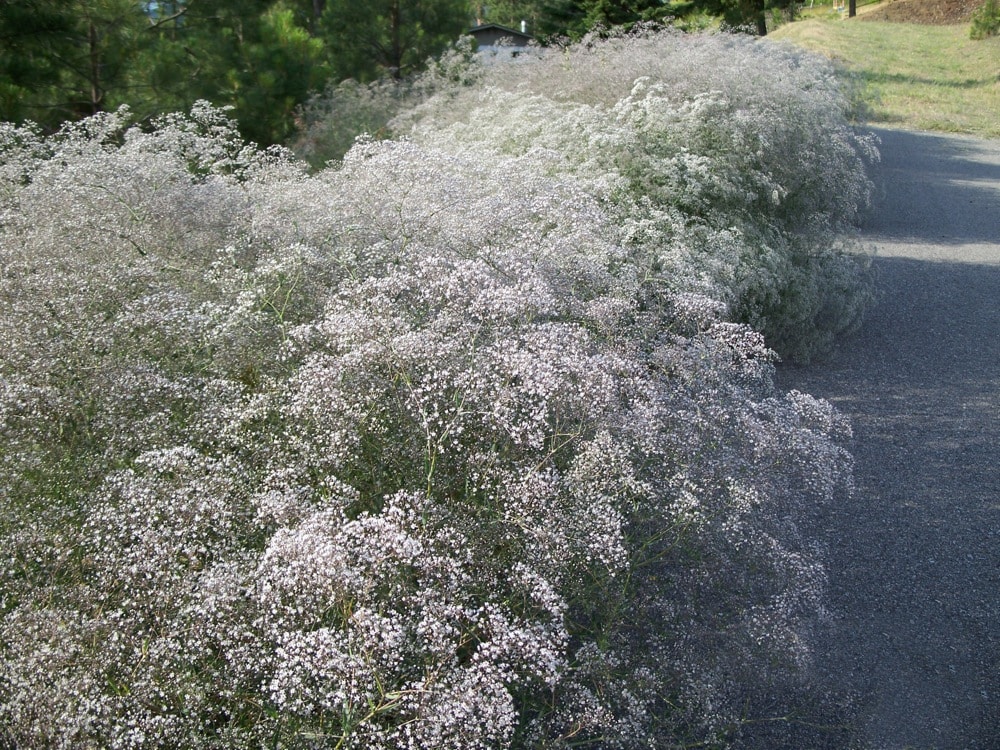 Baby’s breath Invasive Species Council of British Columbia