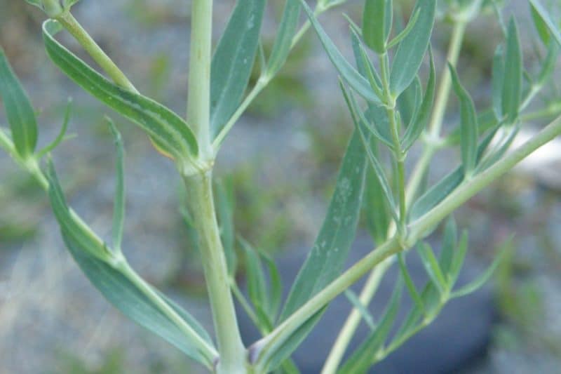 Baby’s breath Invasive Species Council of British Columbia