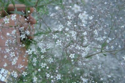 Baby’s Breath - Invasive Species Council Of British Columbia