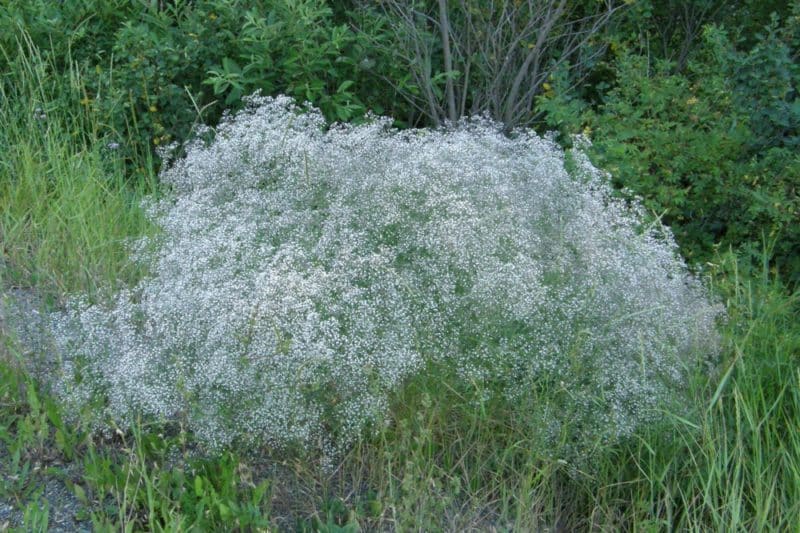 Baby’s breath Invasive Species Council of British Columbia