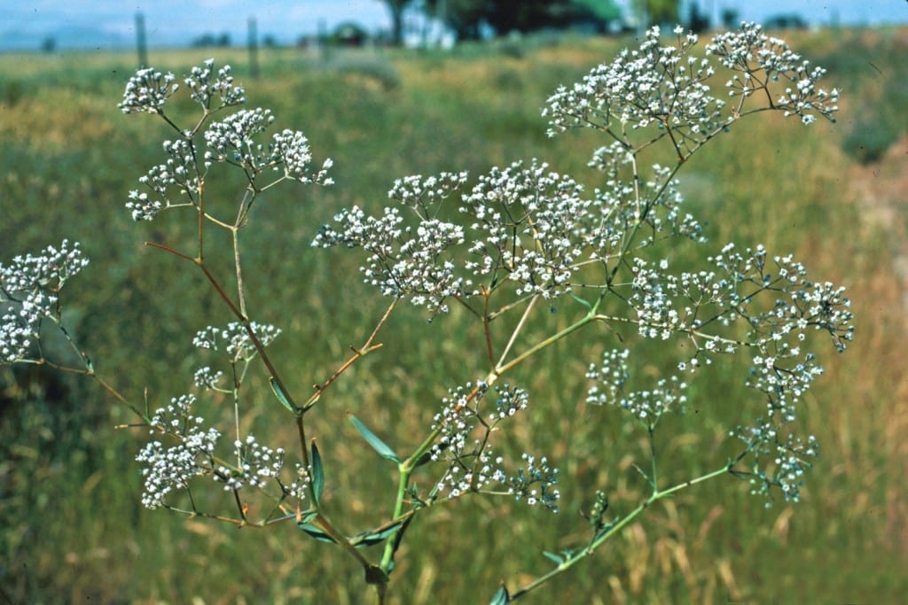 how to identify babys breath plant varieties