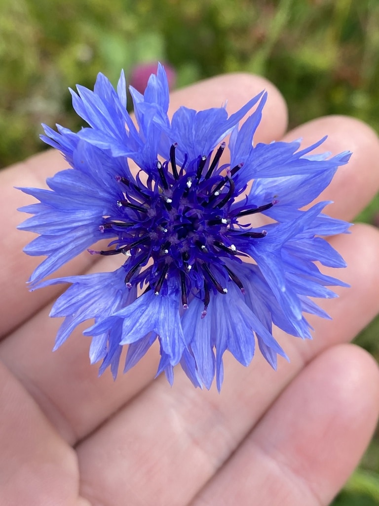 What Are Corn Flowers?  Bachelor's Button Flowers
