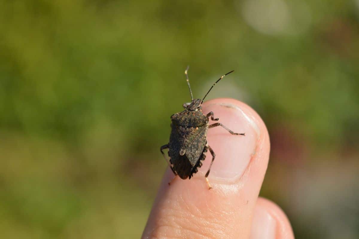 Stink bug marmorated brown