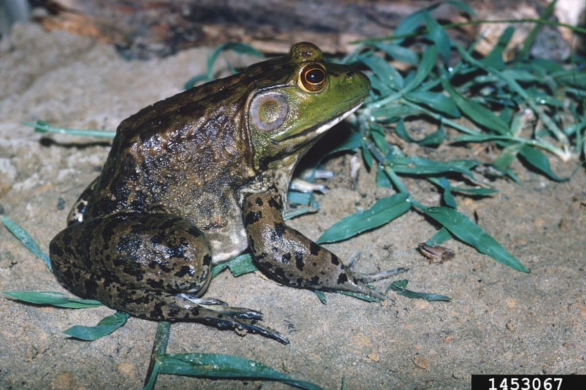 American bullfrog - Invasive Species Council of British Columbia