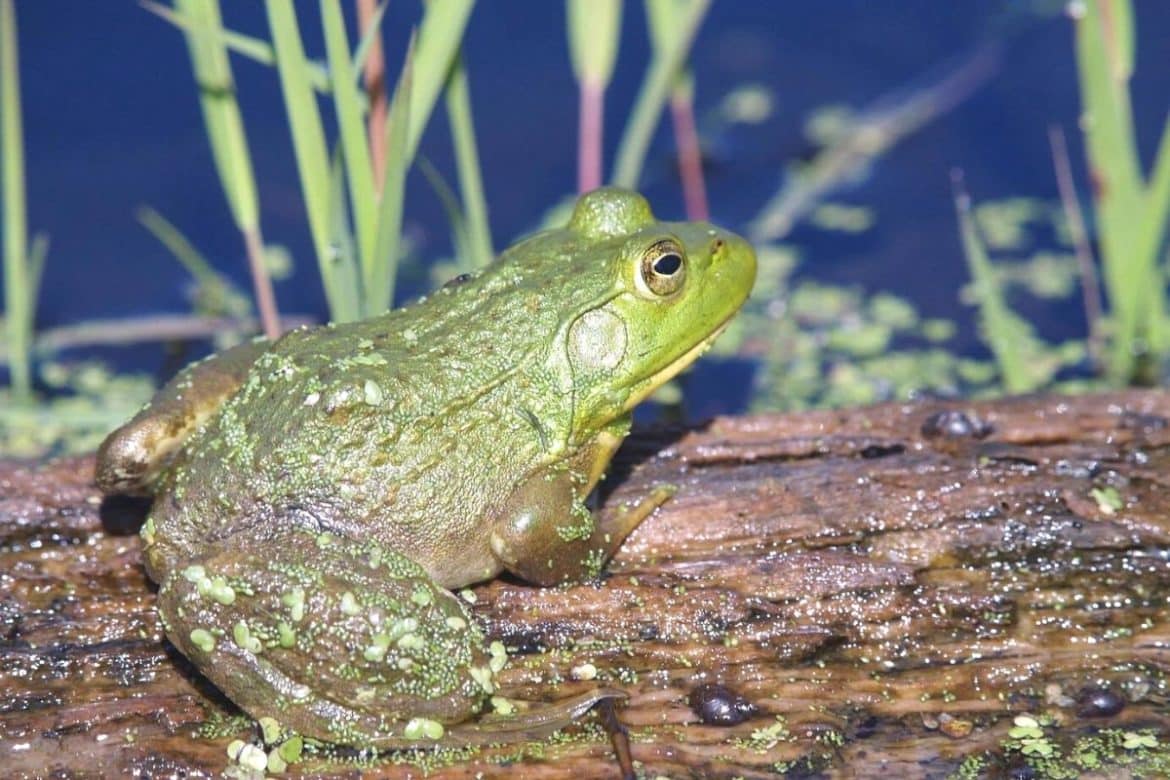 American bullfrog Invasive Species Council of British Columbia