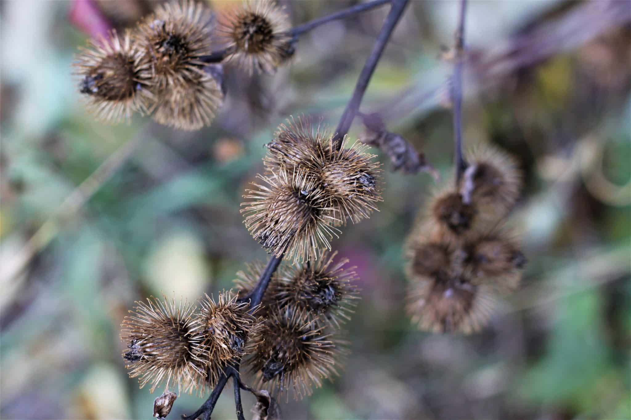 Plant Bikkia species