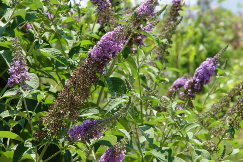 Butterfly bush Invasive Species Council of British Columbia