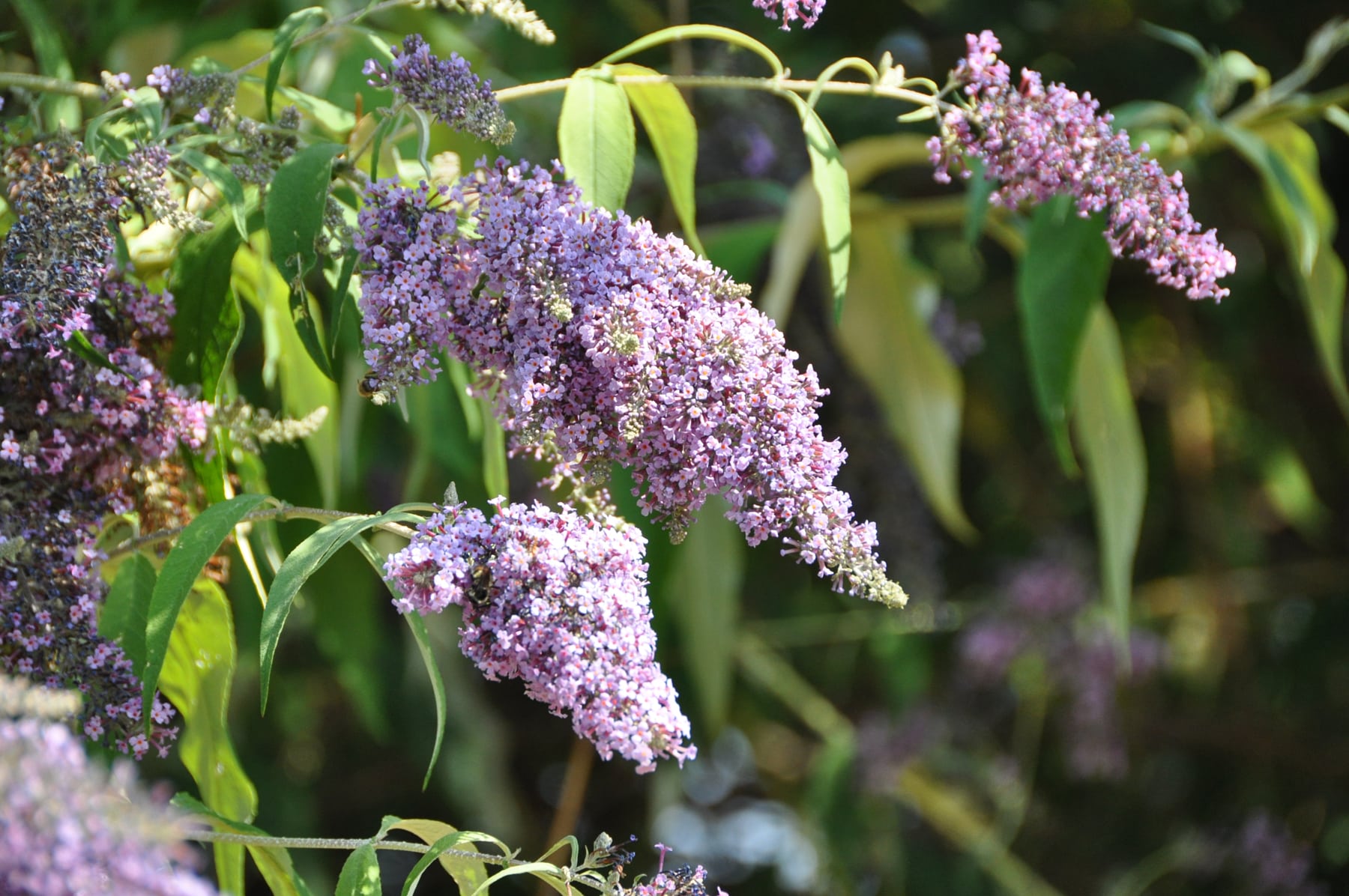 Butterfly bush Invasive Species Council of British Columbia