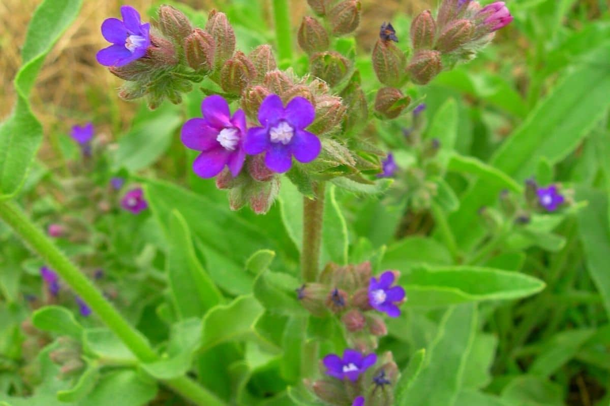 Common bugloss - Invasive Species Council of British Columbia