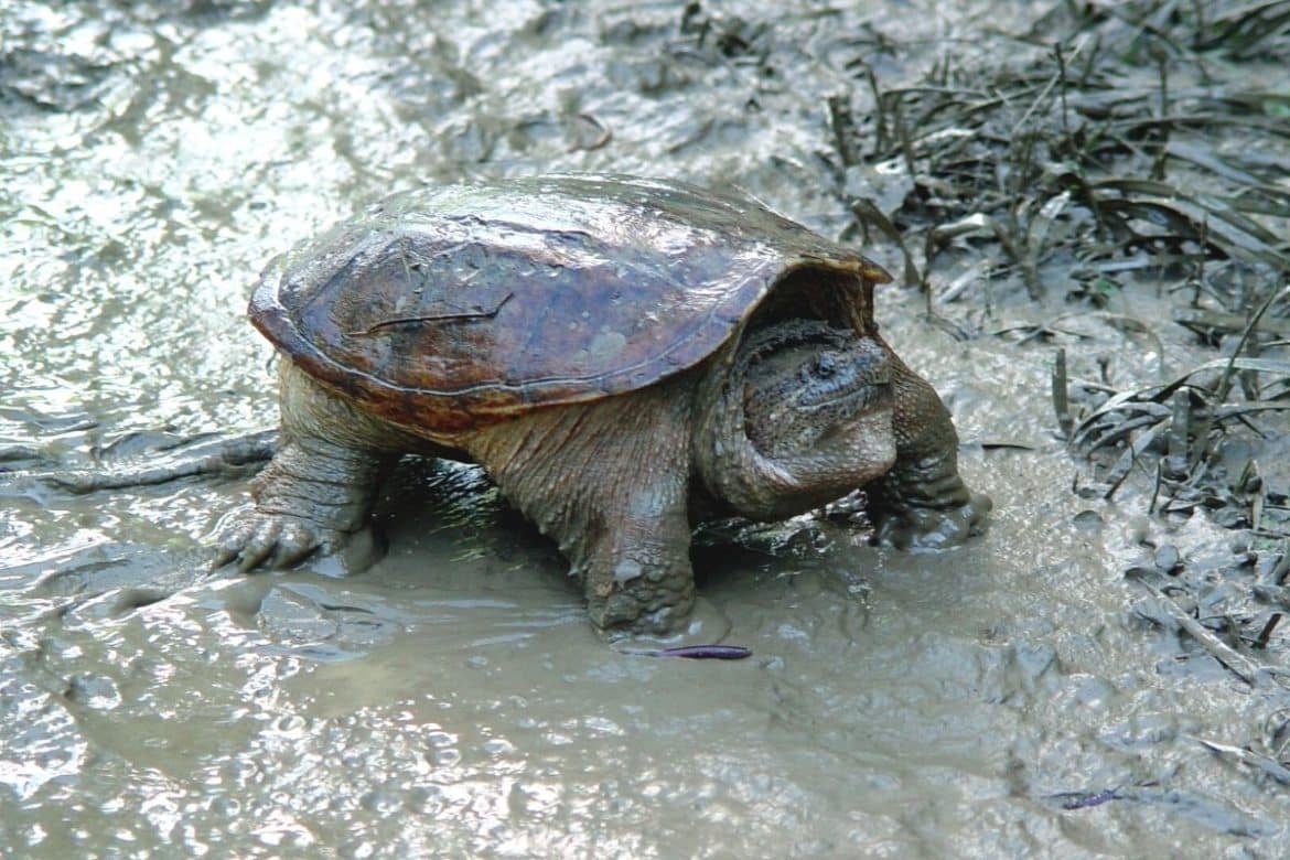 Common snapping turtle - Invasive Species Council of British Columbia