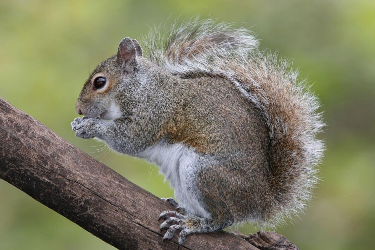 Eastern Grey Squirrel Invasive Species Council Of British Columbia   Eastern Grey Squirrel002 Wikipedia 