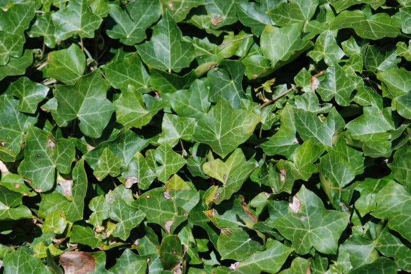 English ivy Invasive Species Council of British Columbia