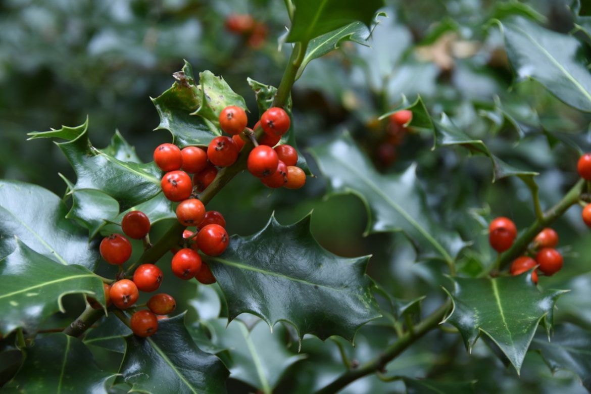 English holly - Invasive Species Council of British Columbia