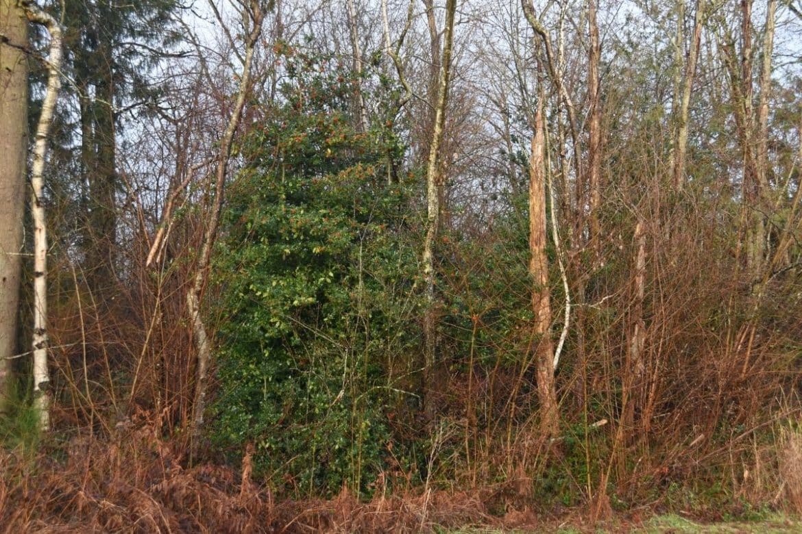 English holly - Invasive Species Council of British Columbia