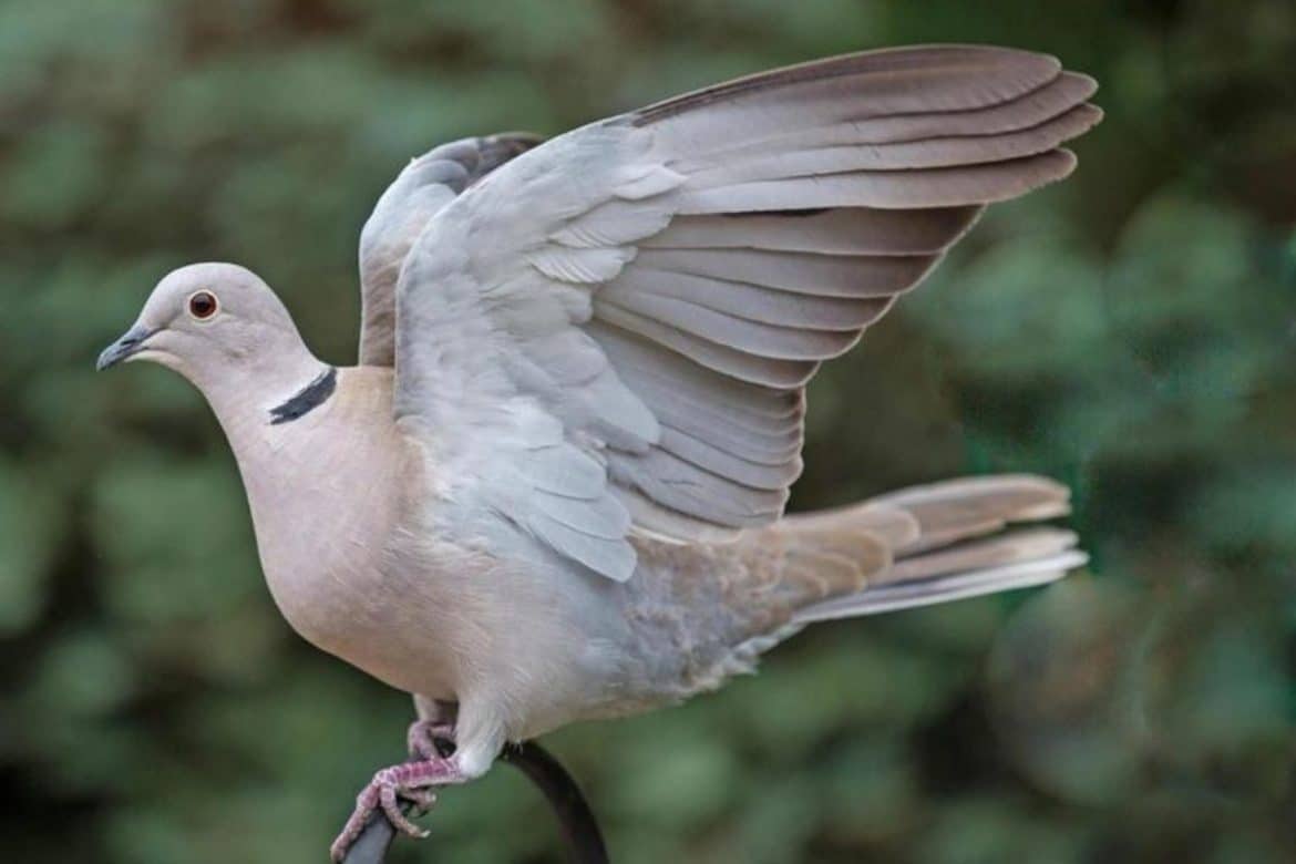 Eurasian collared dove - Invasive Species Council of British Columbia