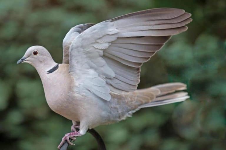 Eurasian collared dove Invasive Species Council of British Columbia