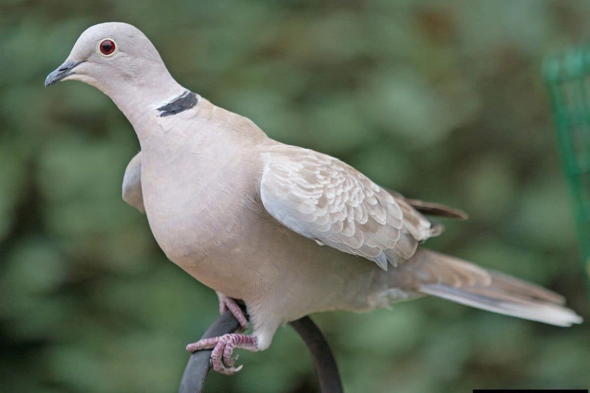 Eurasian collared dove - Invasive Species Council of British Columbia