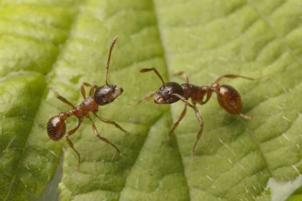 European Fire Ant