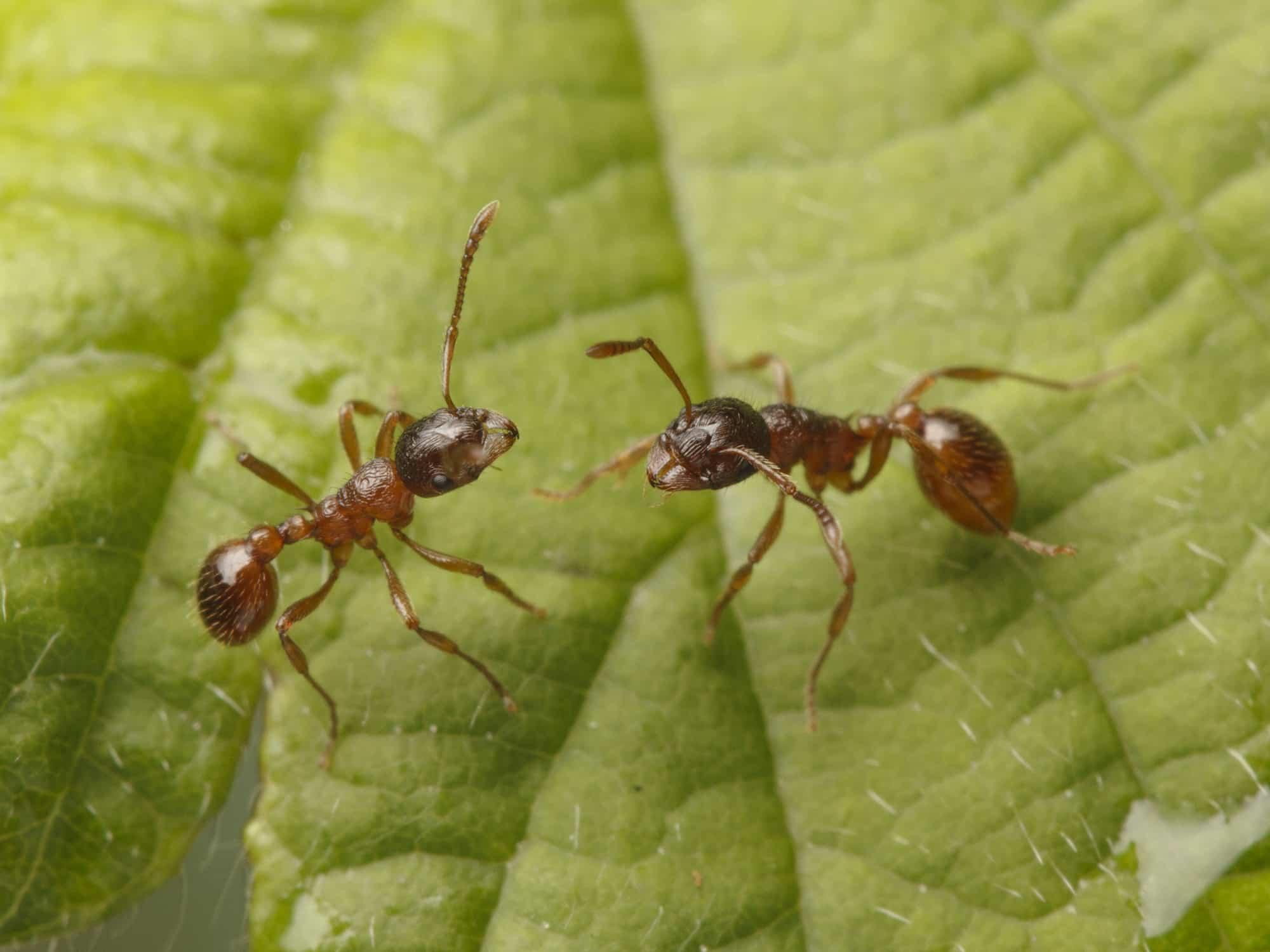 Big Red Ants Shop Official, Save 58% | jlcatj.gob.mx