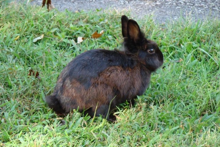European rabbit Invasive Species Council of British Columbia