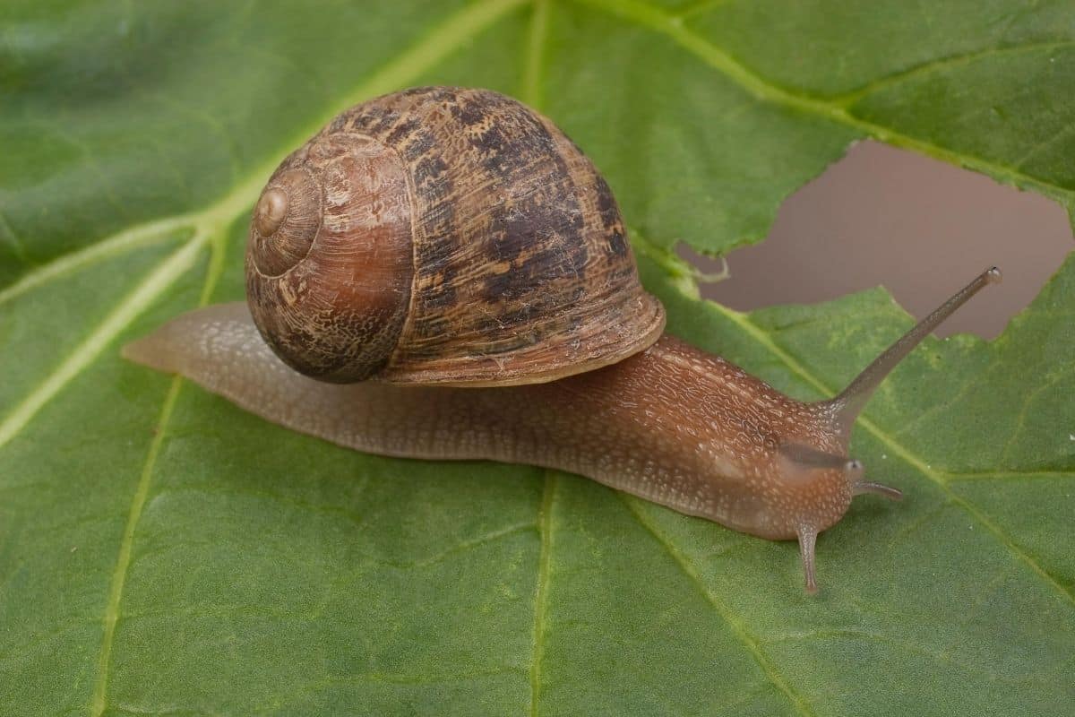 Escargot Snailly, beige/brun