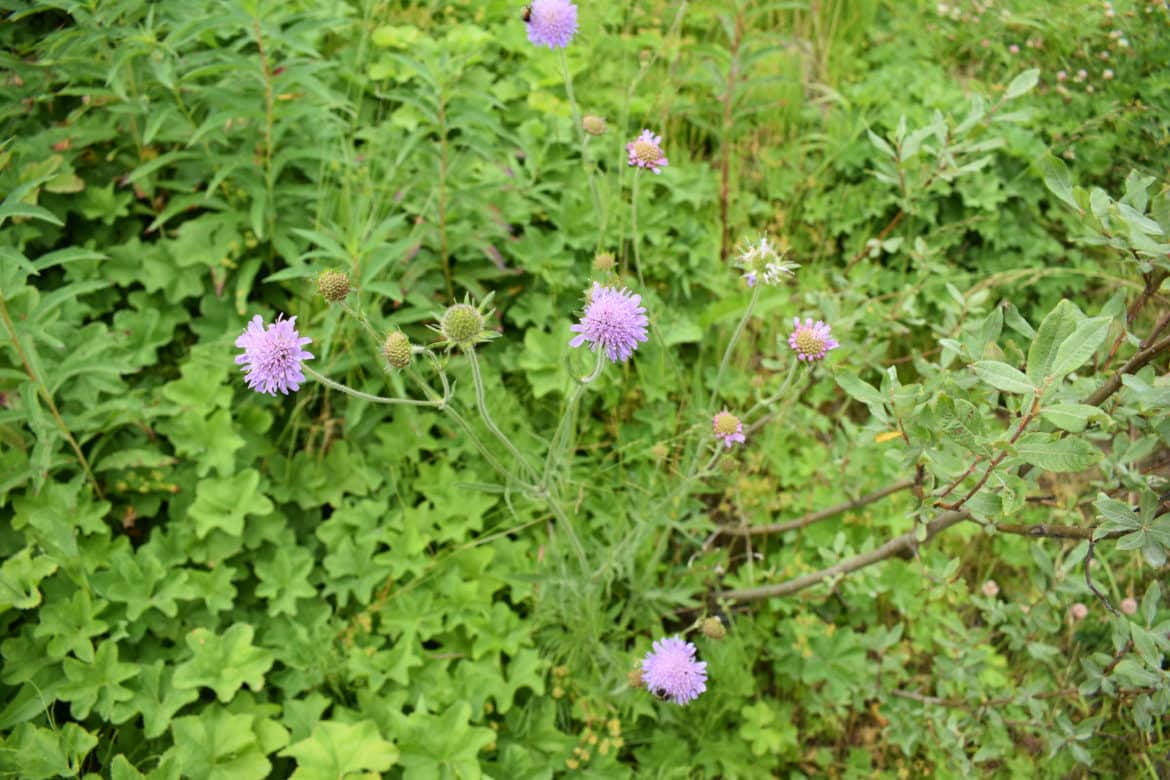 Field scabious - Invasive Species Council of British Columbia