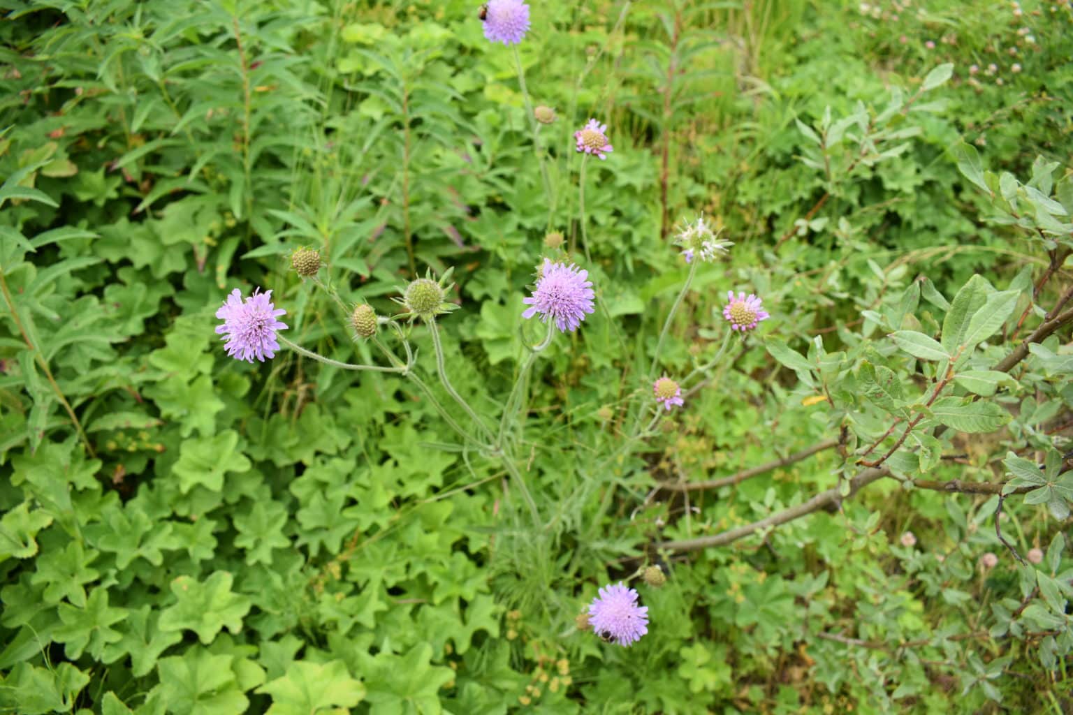 Field Scabious - Invasive Species Council Of British Columbia