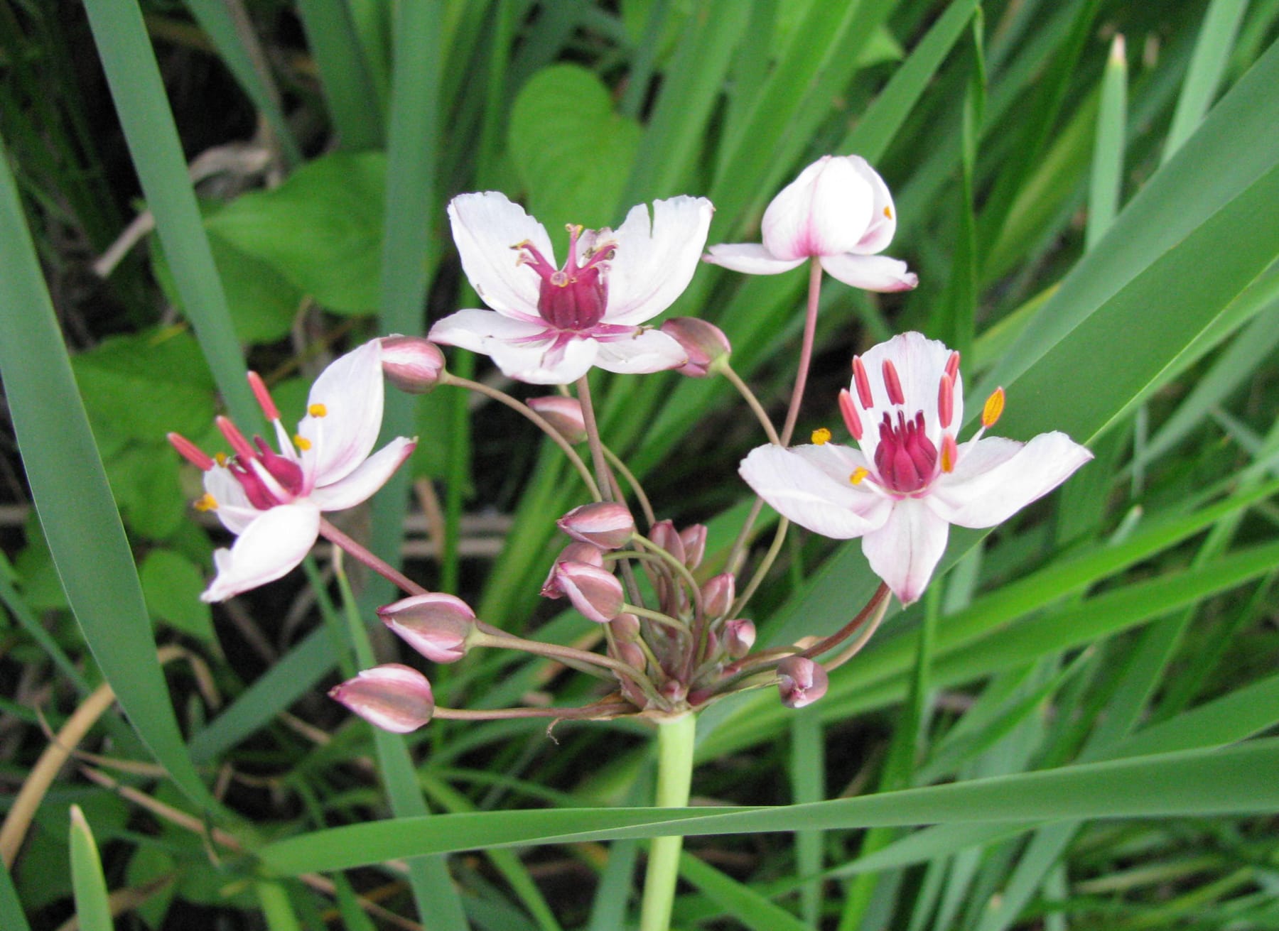 flowering-rush-invasive-species-council-of-british-columbia