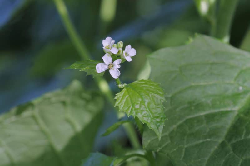 Garlic Mustard