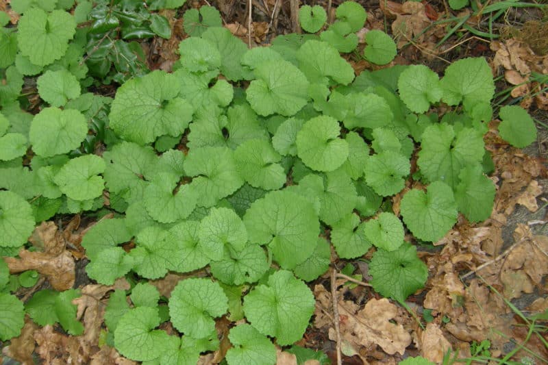 Garlic mustard - Invasive Species Council of British Columbia