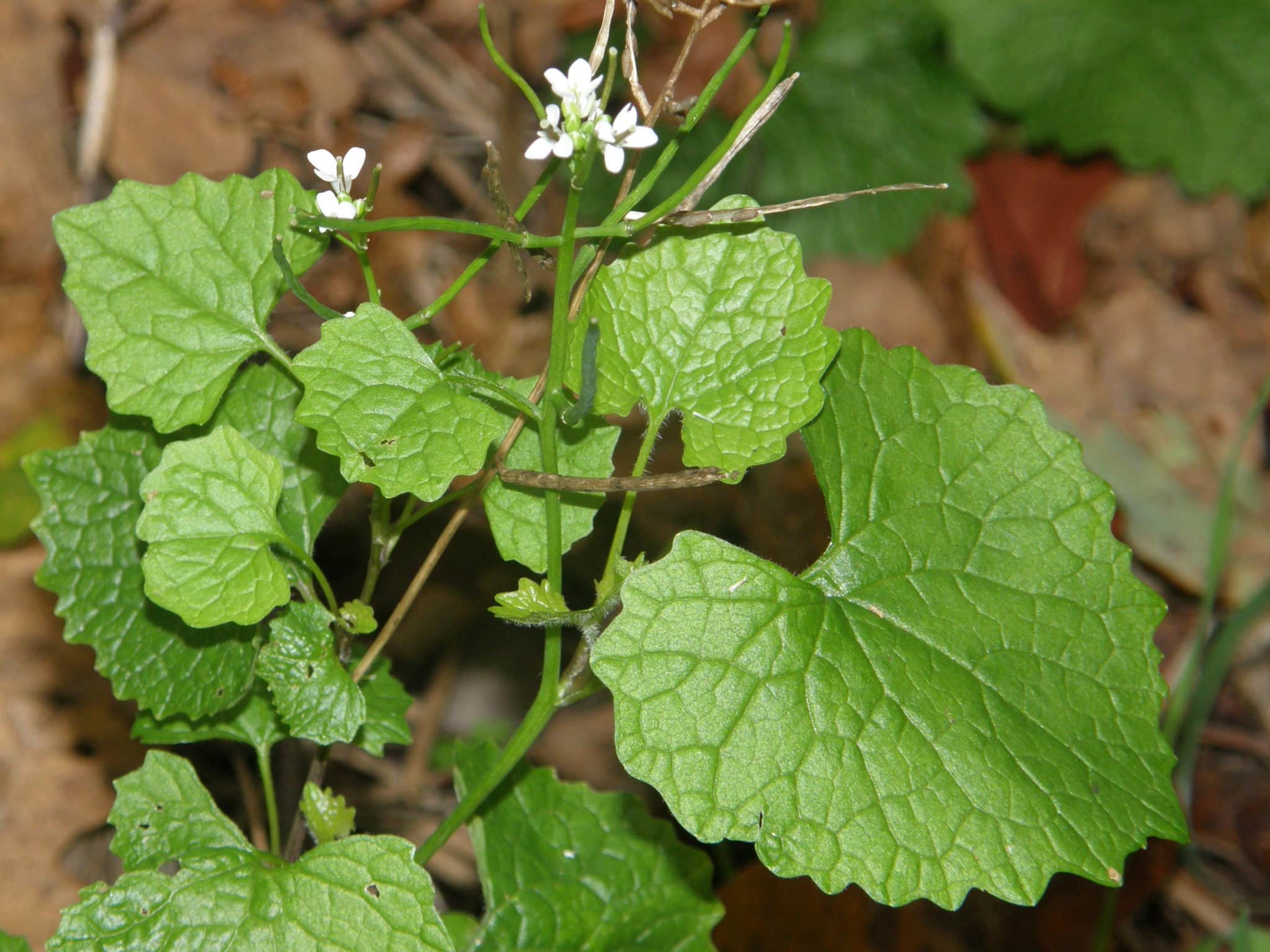 Garlic mustard Invasive Species Council of British Columbia