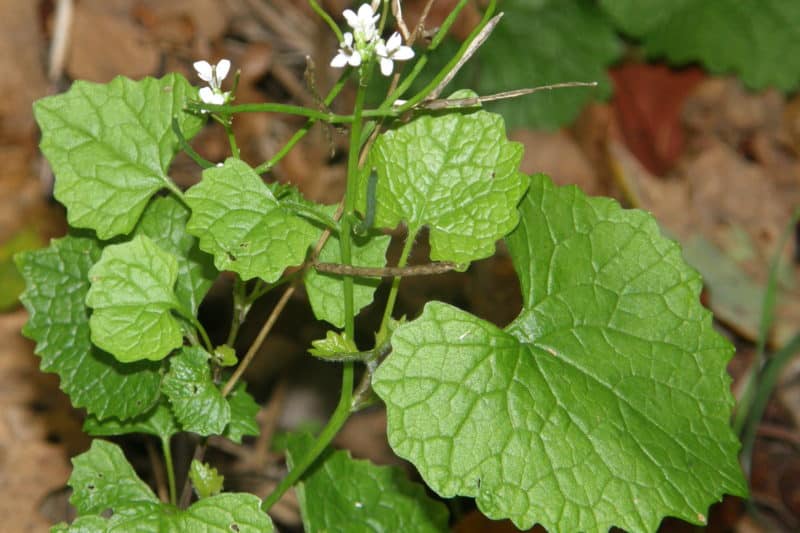Garlic mustard Invasive Species Council of British Columbia