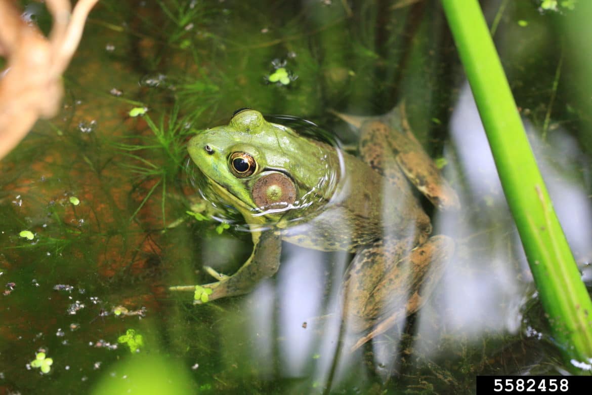 Green frog - Invasive Species Council of British Columbia