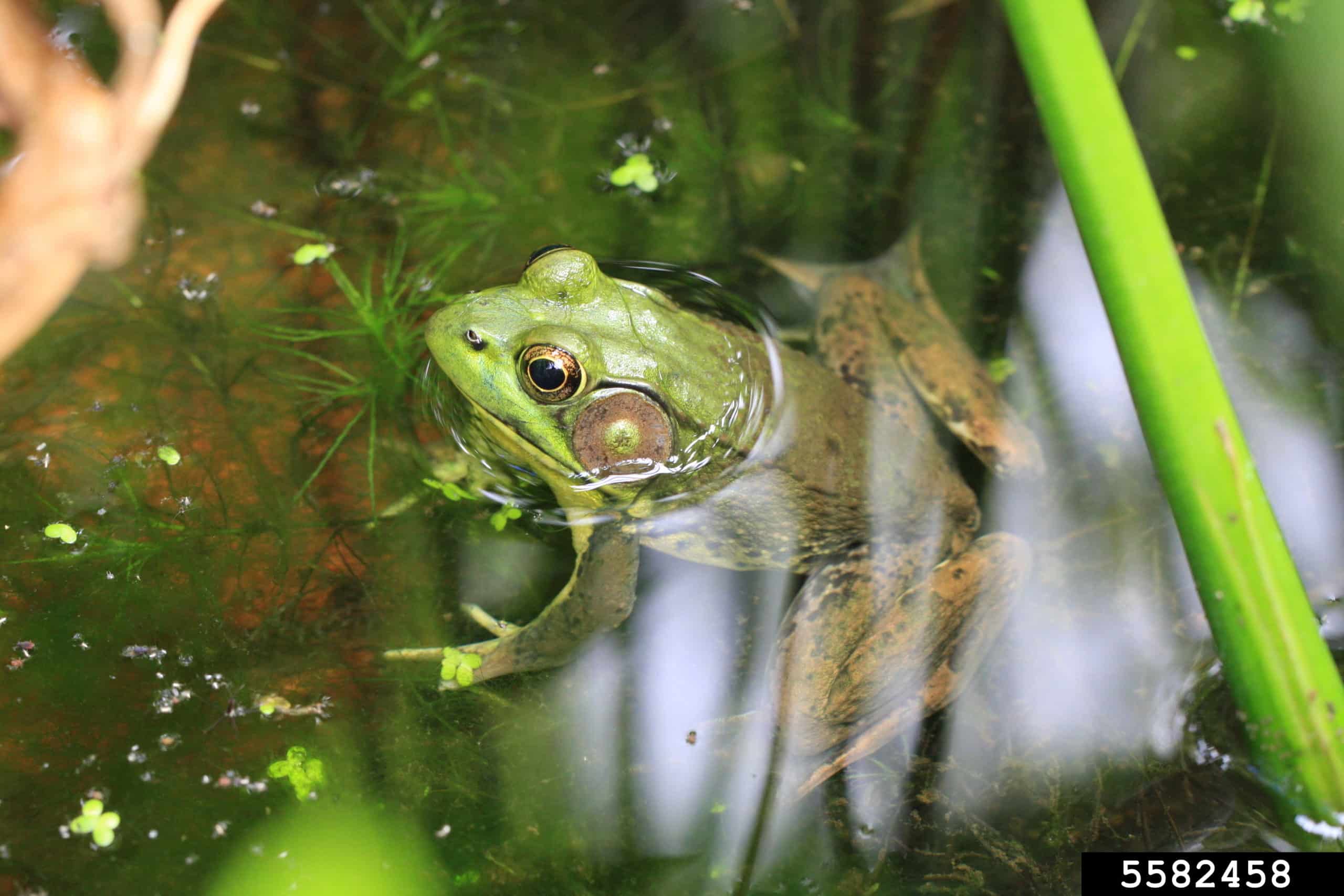 Green frog - Invasive Species Council of British Columbia