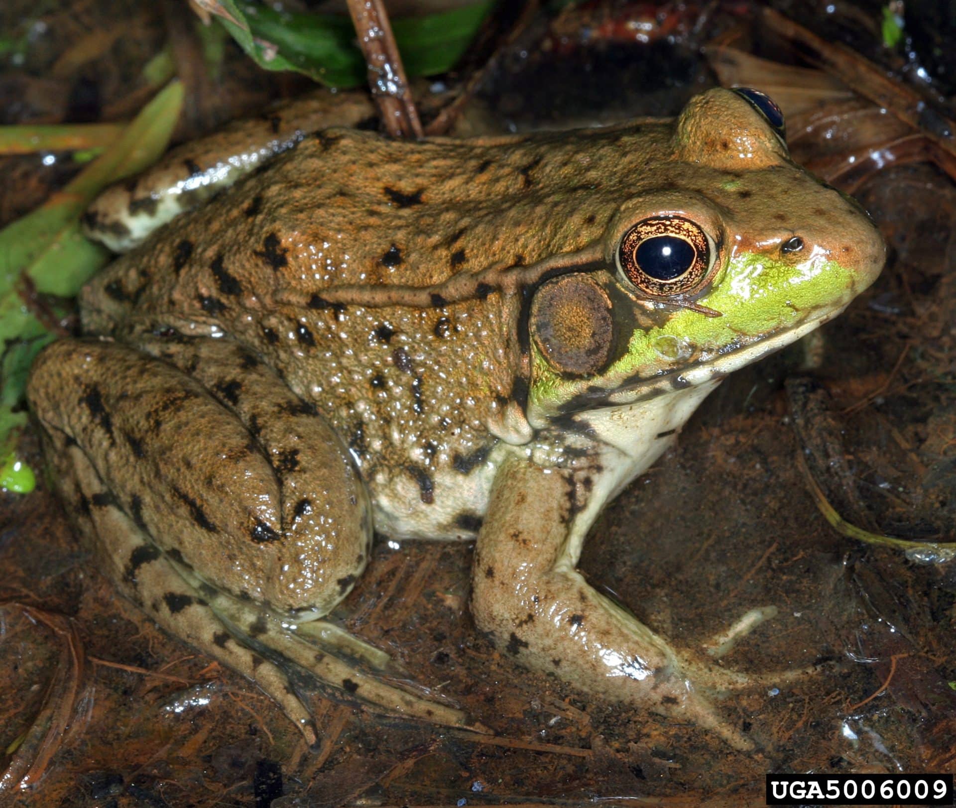 Green frog - Invasive Species Council of British Columbia