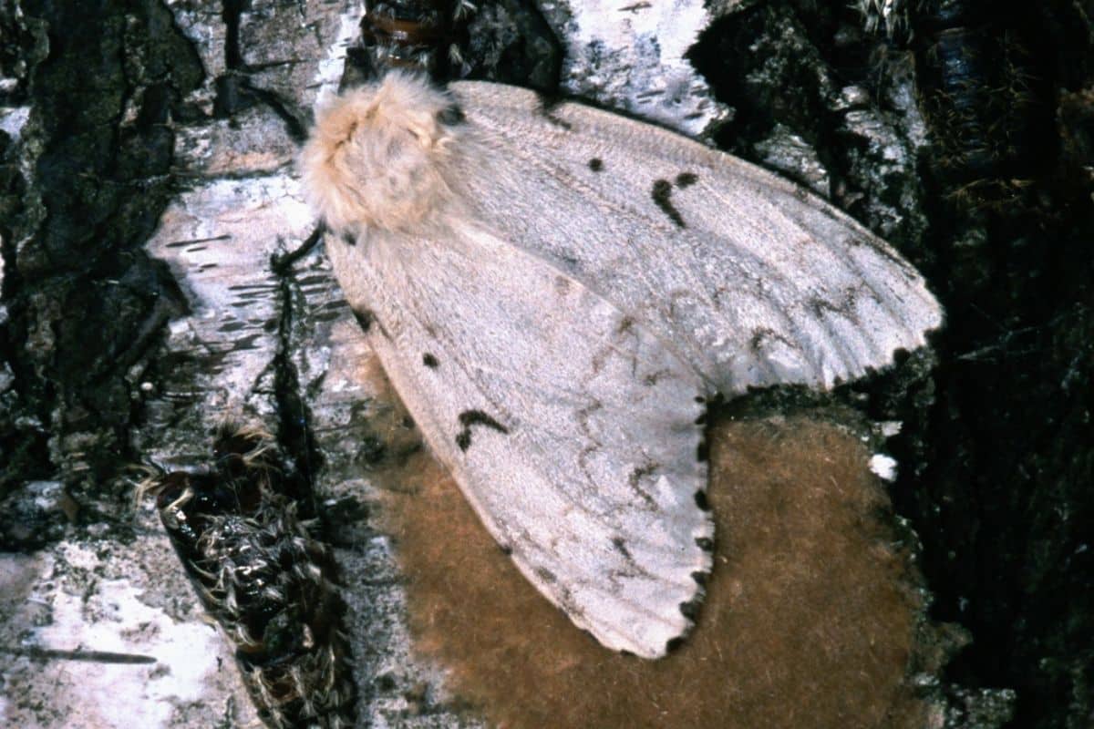 Gypsy Moth Invasive Species Council of British Columbia
