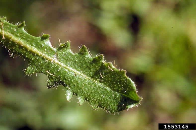 Hairy cat's-ear - Invasive Species Council of British Columbia