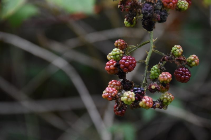 Volunteer Voice: The effect of mowing and hand removal on the regrowth rate of Himalayan blackberry (Rubus armeniacus) by Jane Chow