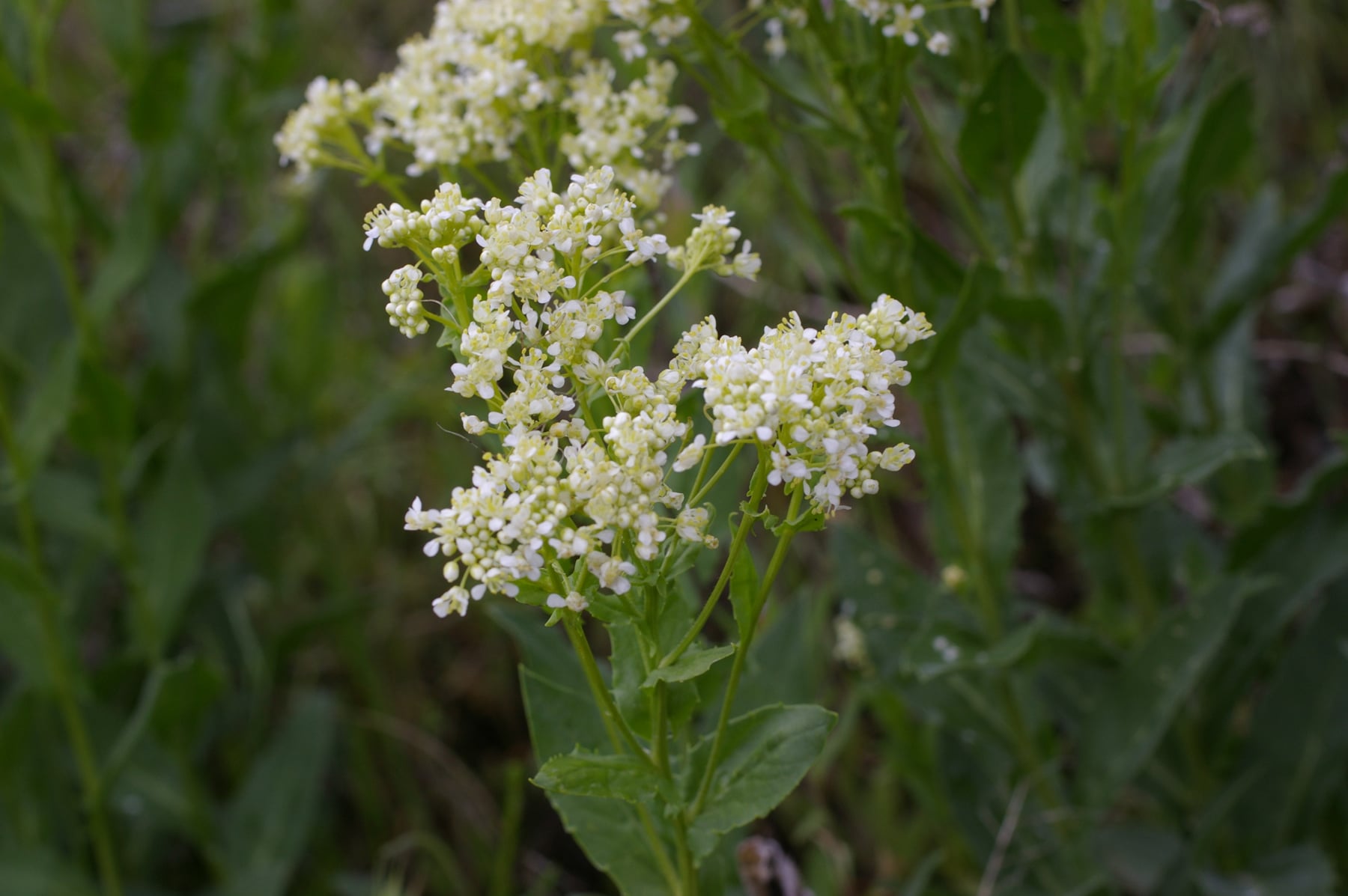 Hoary Cress