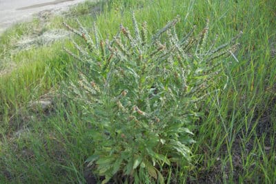 Hound's tongue - Invasive Species Council of British Columbia